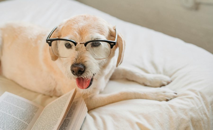 The Impact of Smart Glasses on Workforce Development and On-Site Services