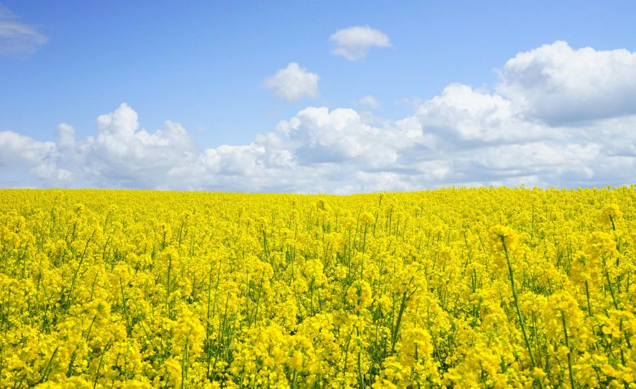 Refresh Your Business Technology This Spring