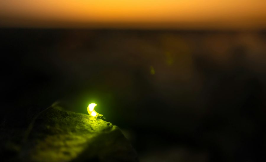 Adobe Firefly Introduces AI-Powered Video Creation with Legal Safety in Mind