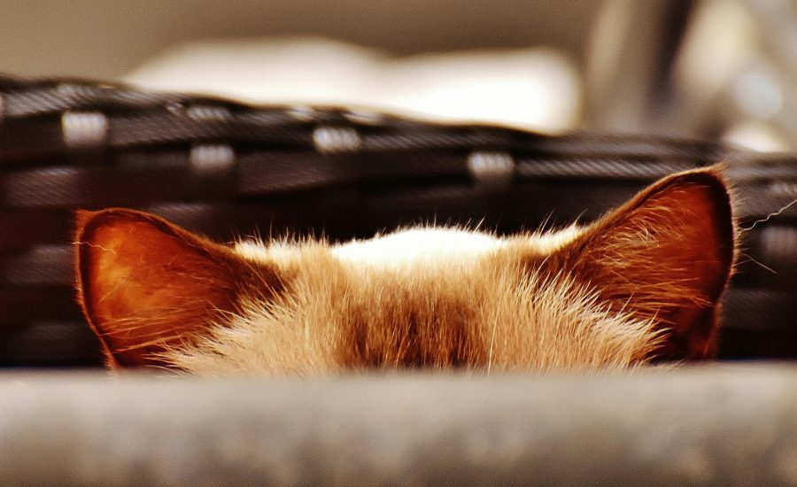 The Hidden Tech Habits That Could Be Putting Your Business at Risk