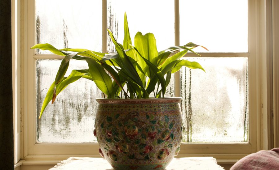 Houseplants Could Be the Surprise Reason Your Office Wi Fi Feels Slow