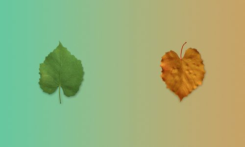 Smart Technology Adoption Means Starting Small and Building Deliberately, Not Transforming Everything at Once